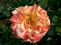Rosa Alfred Sisley